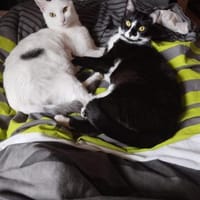 Buffy und Mitsi aus dem Tierschutz, Katze zur Adoption