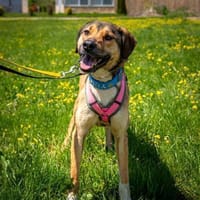 aufmerksame Nena sucht Familie, Hündin zur Adoption