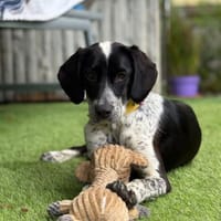 Zuckersüße Dama sucht ein zu Hause, Hündin zur Adoption