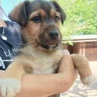 Jamy sucht Familienanschluß, Hund zur Adoption