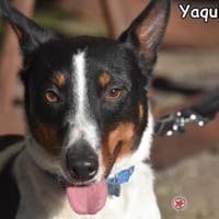 YAQUI, Hund zur Adoption