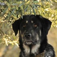 MAXIMA, Hündin zur Adoption