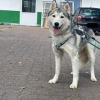 Reyla, Husky Fans gesucht, Hündin zur Adoption