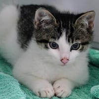 Günter, Kater zur Adoption