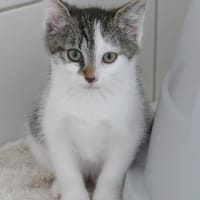 Luna, Katze zur Adoption