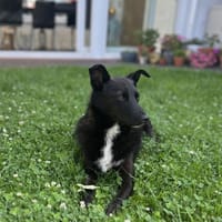 Liebevolle Mira in 28279 Bremen, Hündin zur Adoption