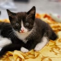Leni, Katze zur Adoption