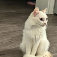 FeLV+ Katze Snowflake aus dem Tierschutz, Katze zur Adoption