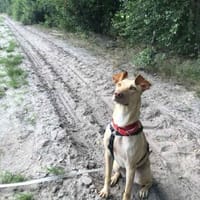 Glücksgriff liebe Toto sucht Glückfamily, Hündin zur Adoption