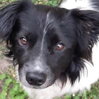 Nelson, gute Laune Paket, Hund zur Adoption