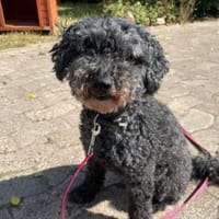 Nini, kl. Kuschelkönig, Hund zur Adoption