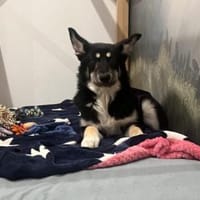 Lustige Bonita: verzaubert sie auch dich, Hündin zur Adoption