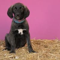 JOIDY, Hund zur Adoption