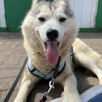 You, Husky Fans gesucht, Hündin zur Adoption