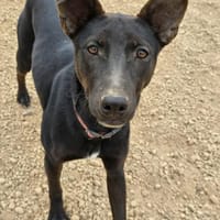 Prue, Hündin zur Adoption