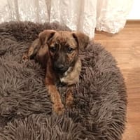 Lenny ein liebes Mädchen, Hündin zur Adoption