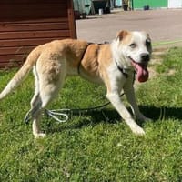 Karlie su. geduldige Besitzer, Hund zur Adoption