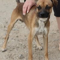 Curry, offen, anschmiegsam, liebevoll, Hund zur Adoption