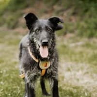Hier kommt Hazel, Hündin zur Adoption