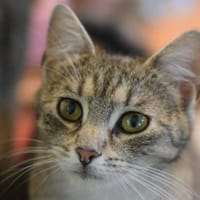 RAJA-lebensfrohe, hübsche Jung-Katze, Katze zur Adoption