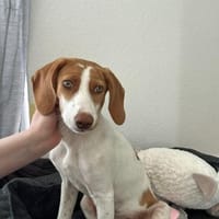 💕Cleo💕sucht ihre Menschen🐾💕🐾, Hündin zur Adoption