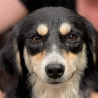 JANA-bildhübsche Hündin,48 cm, Hündin zur Adoption