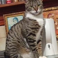 Liz aus dem Tierschutz, Katze zur Adoption
