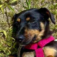 JACOMINA ❤ eine sanfte Seele sucht, Hündin zur Adoption