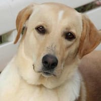 Fanny, Pflegestelle in Hessen, Hündin zur Adoption