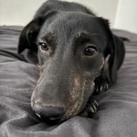 Wunderschöne💕Miley💕sucht ein Zuhause, Hündin zur Adoption