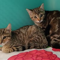 Sacha, chatte à adopter