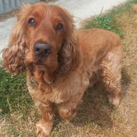 NESQUICK QCN, chien à adopter