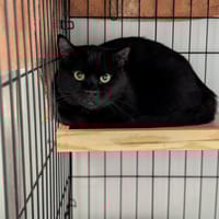 MINUIT, chatte à adopter