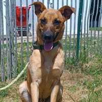 JUJU, chien à adopter