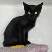 CACTUS, chat à adopter