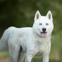 Jack, chien à adopter