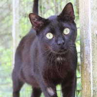 vésuve, chat à adopter