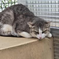 ALBA, chatte à adopter