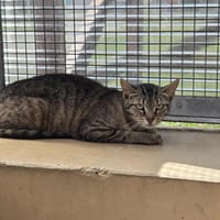 ROXIE, chatte à adopter