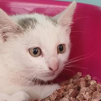 PELOTE, chat à adopter