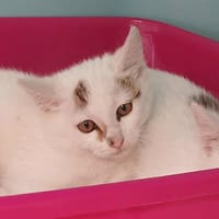 FICELLE, chatte à adopter