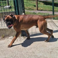 LUCKY, chien à adopter