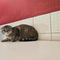 Ambre  (ORIGAMI), chatte à adopter