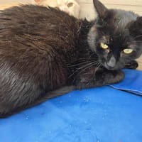 Minouche, chat à adopter