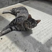 EDNA, chatte à adopter
