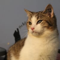 vanguard, chat à adopter