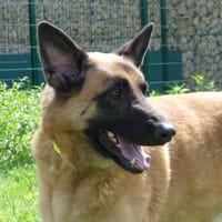 REX, chien à adopter