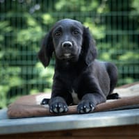Amaya (réservé), chienne à adopter