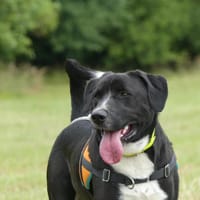 Tao, chien à adopter