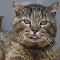 COX, chat à adopter